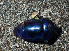 Calliphara