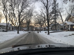Odocoileus virginianus