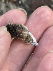 Drymaeus multilineatus