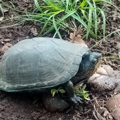 Kinosternon integrum