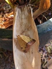 Ophiusa tirhaca
