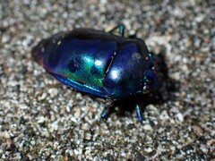 Calliphara