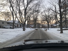 Odocoileus virginianus
