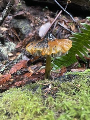 Hygrocybe singeri