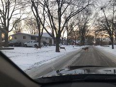 Odocoileus virginianus