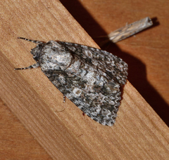 Acronicta afflicta
