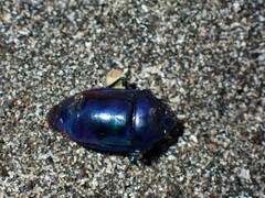 Calliphara