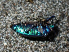 Calliphara