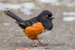 Spotted Towhee photo 2