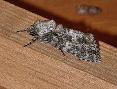 Acronicta afflicta
