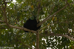 Alouatta pigra
