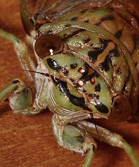 Neocicada hieroglyphica