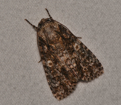 Acronicta afflicta