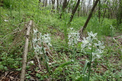 Ornithogalum boucheanum