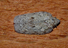 Flatoidinus punctatus
