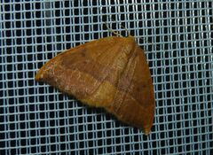Watsonalla cultraria