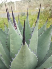 Agave flexispina