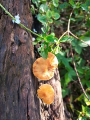 Gymnopilus allantopus