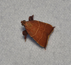 Parachma ochracealis