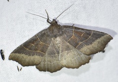 Arytrura musculus