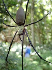 Nephila
