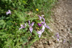 Cardamine bulbifera