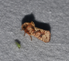 Acrolophus walsinghami