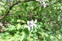 Cardamine bulbifera