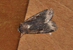 Feltia subterranea