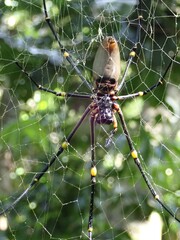 Nephila