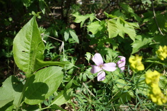 Cardamine bulbifera