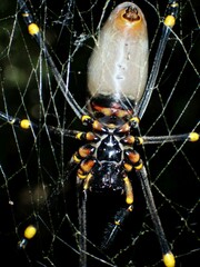 Nephila