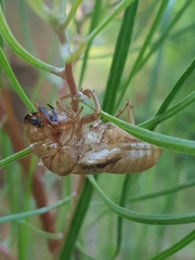 Cicadoidea