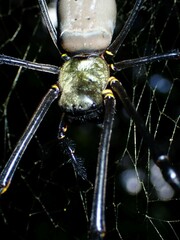 Nephila