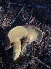Suillus lakei