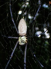 Nephila
