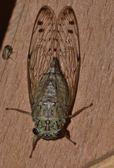 Neocicada hieroglyphica