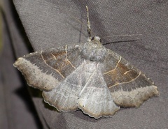Arytrura musculus