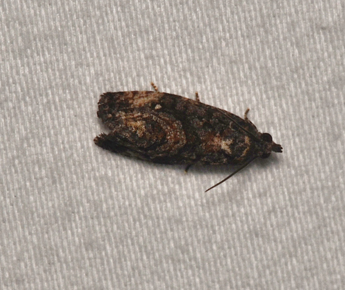 Dotted Gymnandrosoma Moth photo 4