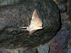 Oxyodes