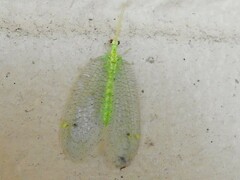 Myiodactylinae