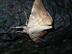 Oxyodes