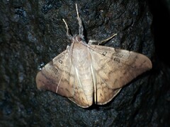Oxyodes