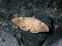 Oxyodes