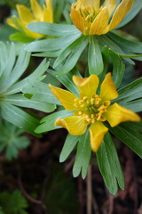 Eranthis hyemalis