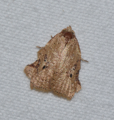 Amorbia concavana · iNaturalist Mexico