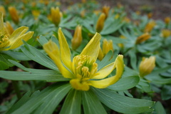 Eranthis hyemalis