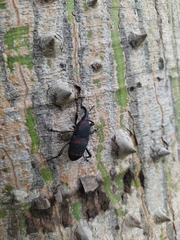 Cactophagus spinolae