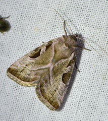 Eucarta virgo