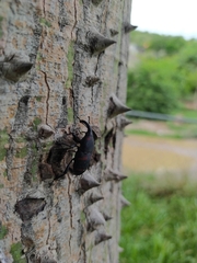 Cactophagus spinolae